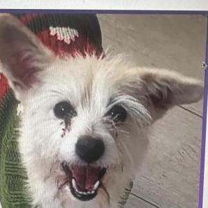 Lost 1 Rosie (IL)