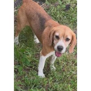 Image of Harry, Lost Dog