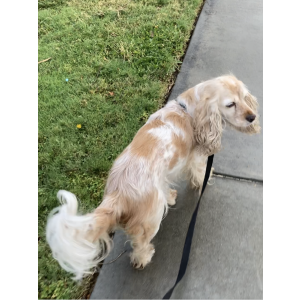 Lost Dog Luna