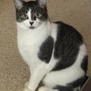 Image of Delilah, Lost Cat