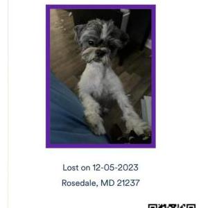 Lost Dog Milo
