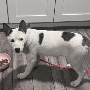 Image of UNK, Found Dog