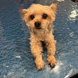 Image of Charlie, Lost Dog
