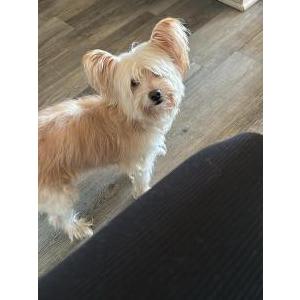 Lost Dog Coco