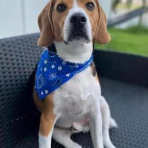 Image of Sherlock, Lost Dog