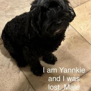 Lost Dog Yankie