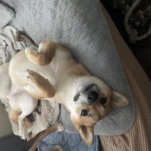 Image of Kitsune, Lost Dog