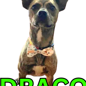 Lost Dog Draco