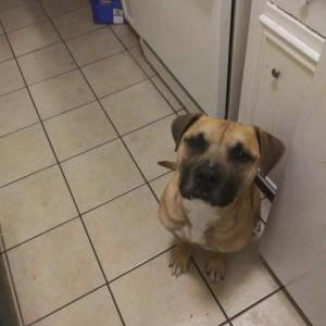 Lost Dog Benjamin Franklin