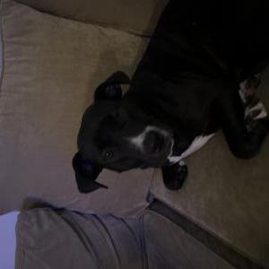 Image of Unknown, Found Dog