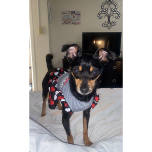 Image of Remy, Lost Dog