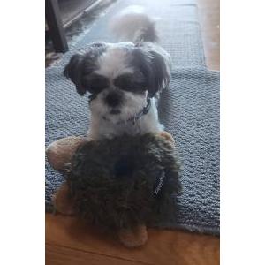 Image of Ace, Lost Dog