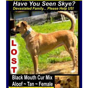 Image of Skye, Lost Dog