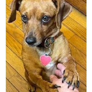 Lost Dog Milo