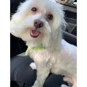 Lost Dog Lucky