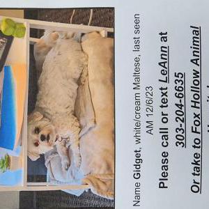 Lost Dog Gidget