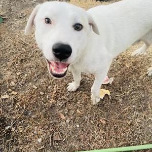 Lost Dog Rowbi