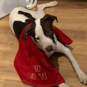 Found Dog unkown