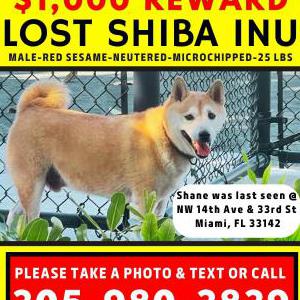 Lost Dog Shane