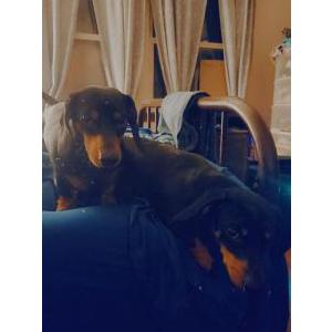 Lost Dog Jingles
