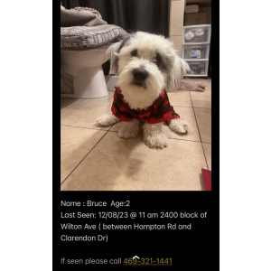 Lost Dog Bruce