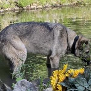 Lost Dog Buddy