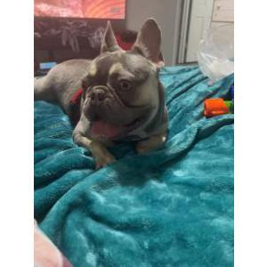 Lost Dog King