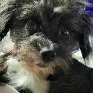 Lost Dog Deedee