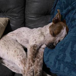 2nd Image of Ranger, Lost Dog