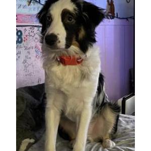 Lost Dog Bowie