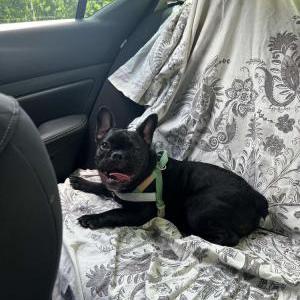 Lost Dog Bronx