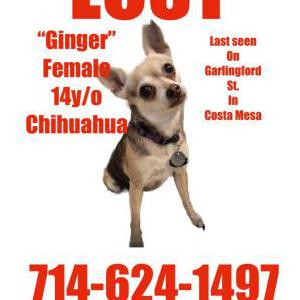 Lost Dog Ginger