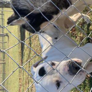 Lost Dog Oreo