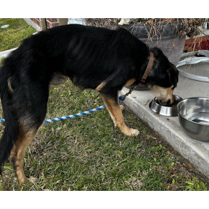 Found Dog Unknown