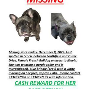 Lost Dog Mavis