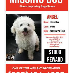 Lost Dog Angel