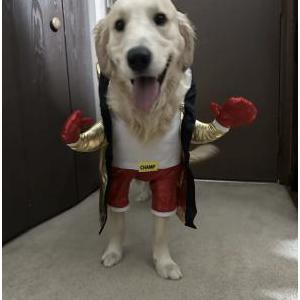 Lost Dog Chip