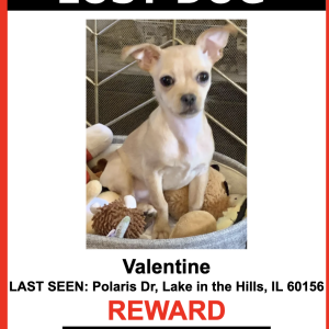 Image of Valentine, Lost Dog