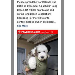 Lost Dog Gordo