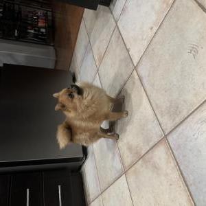 Found Dog Pomeranian