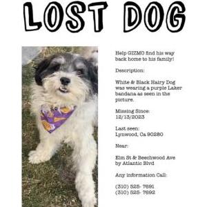 Lost Dog Gizmo