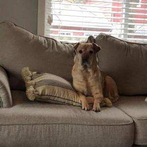 Lost Dog Molly