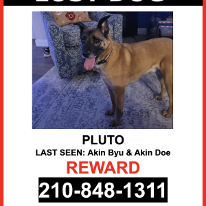 Lost Dog Pluto