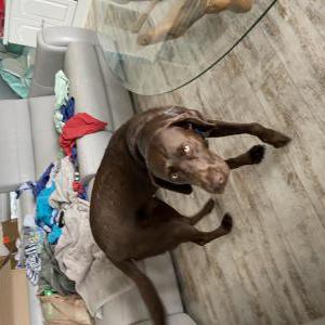 Lost Dog Atlas