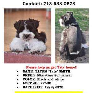 Lost Dog Tate