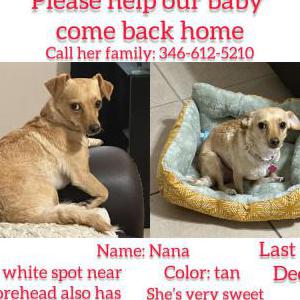 Lost Dog Nana
