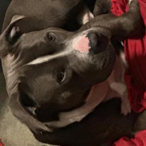 Lost Dog John/Johnny