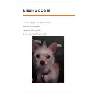 Lost Dog Polo