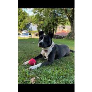 Lost Dog Rosie