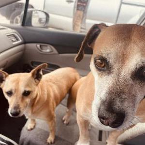 Lost Dog Sweetie pie